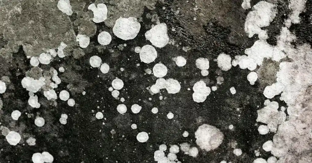 black mold health problems hvac